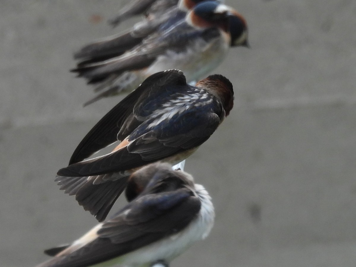 Golondrina Risquera - ML644387899