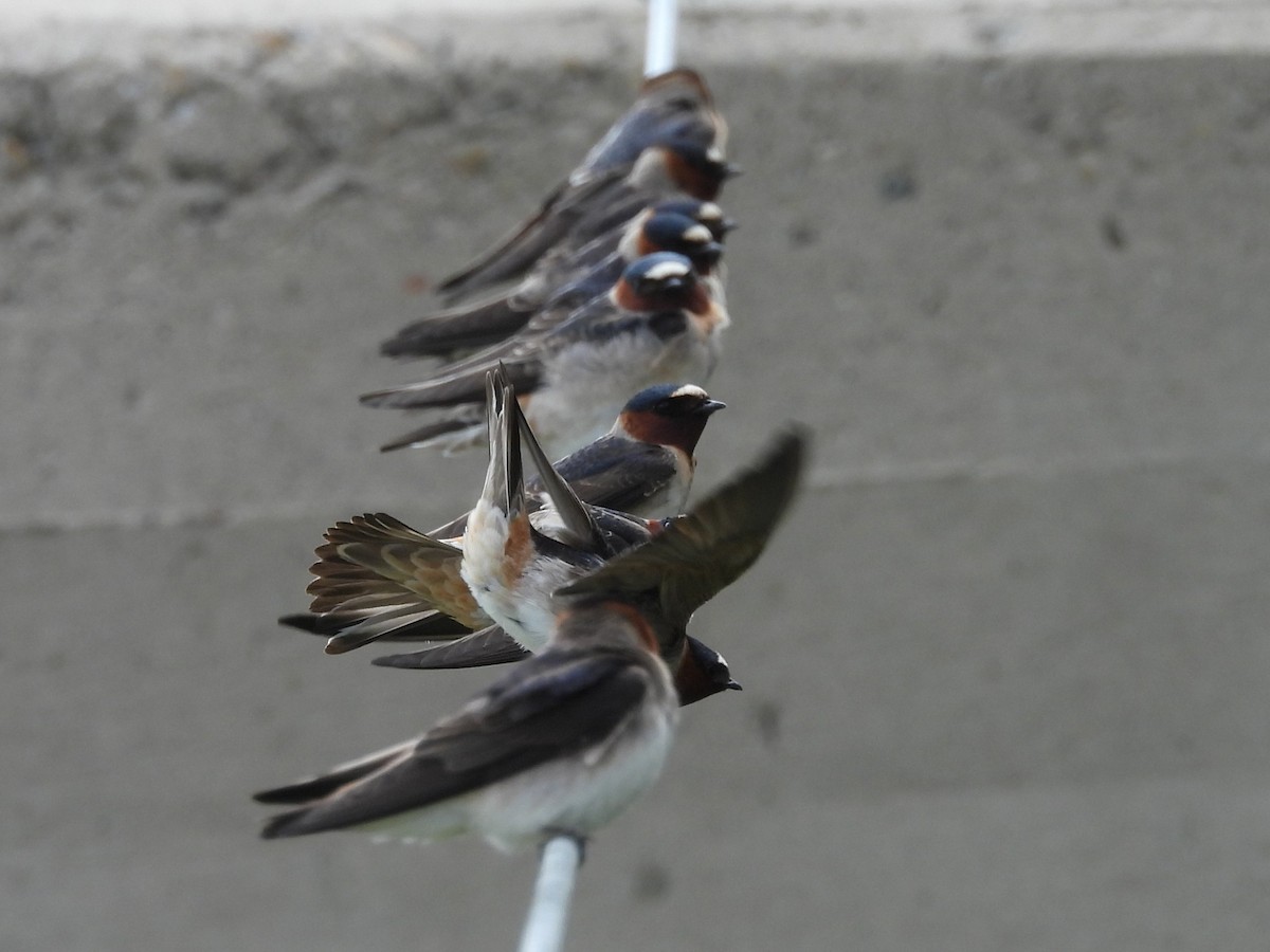 Golondrina Risquera - ML644387900