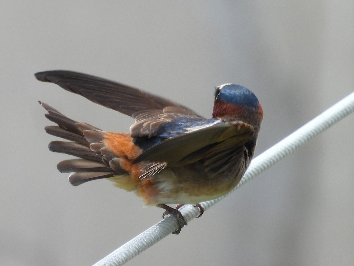 Golondrina Risquera - ML644387901