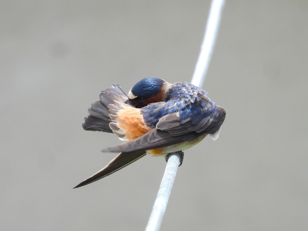 Golondrina Risquera - ML644387902