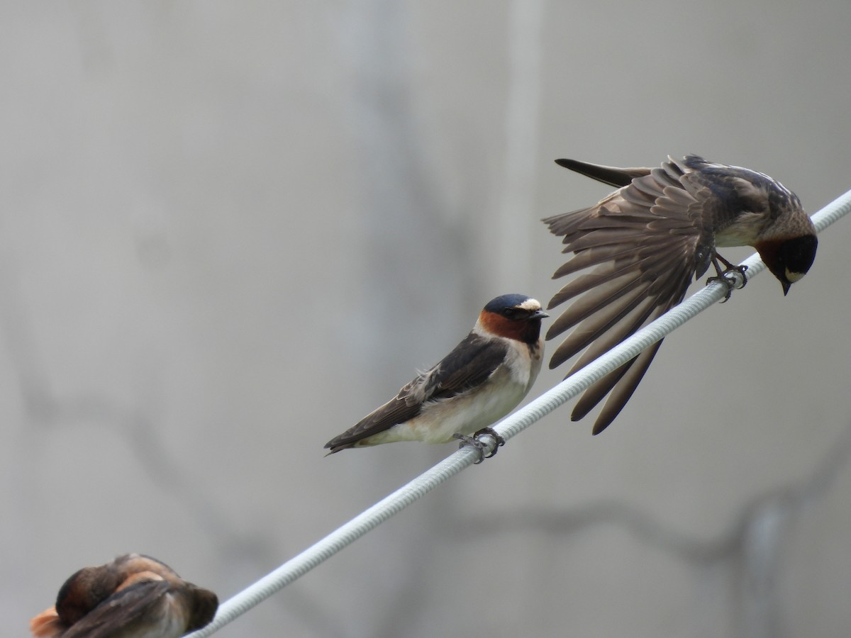 Golondrina Risquera - ML644387903