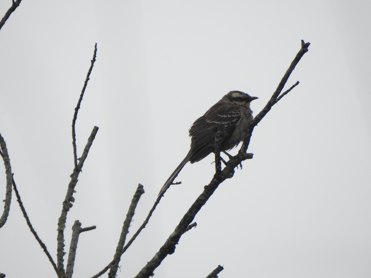 Chalk-browed Mockingbird - ML644387907