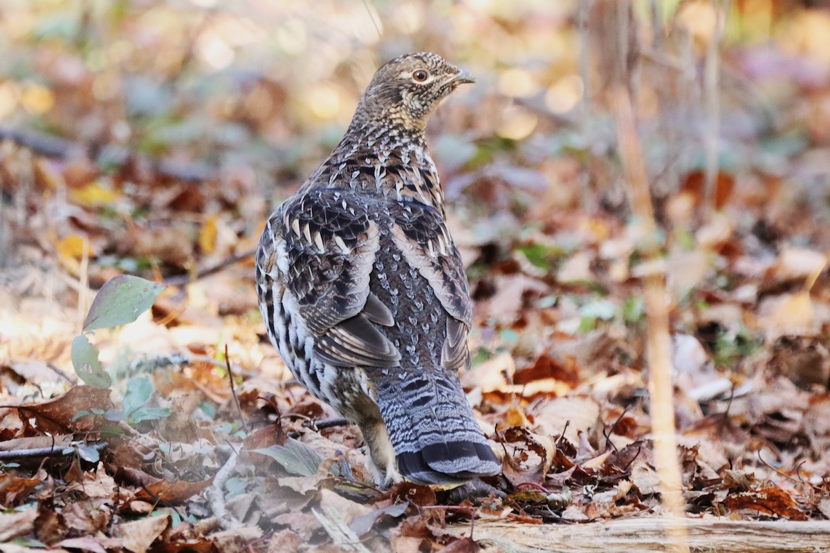 jeřábek kanadský - ML644387908