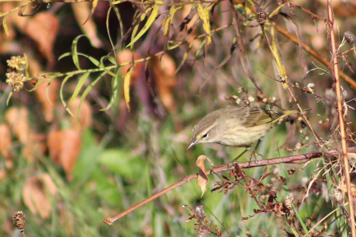 Palm Warbler (Western) - ML644387909