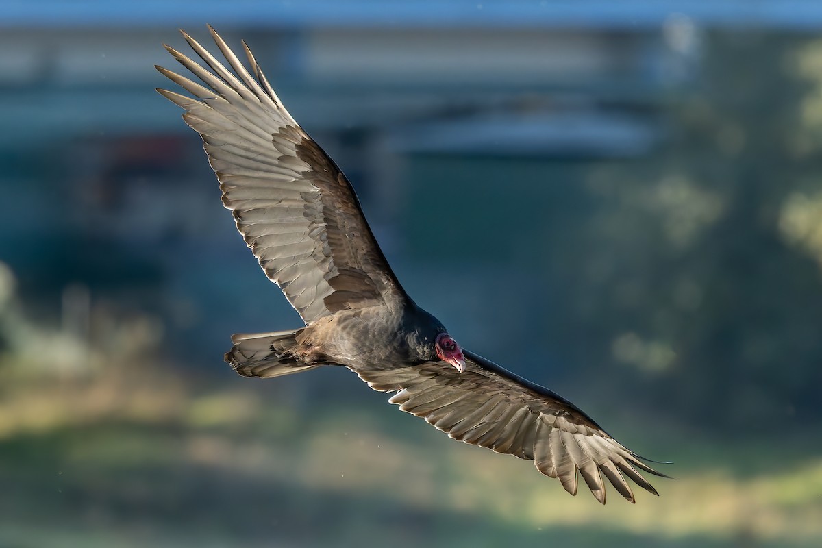 Turkey Vulture - ML644387913