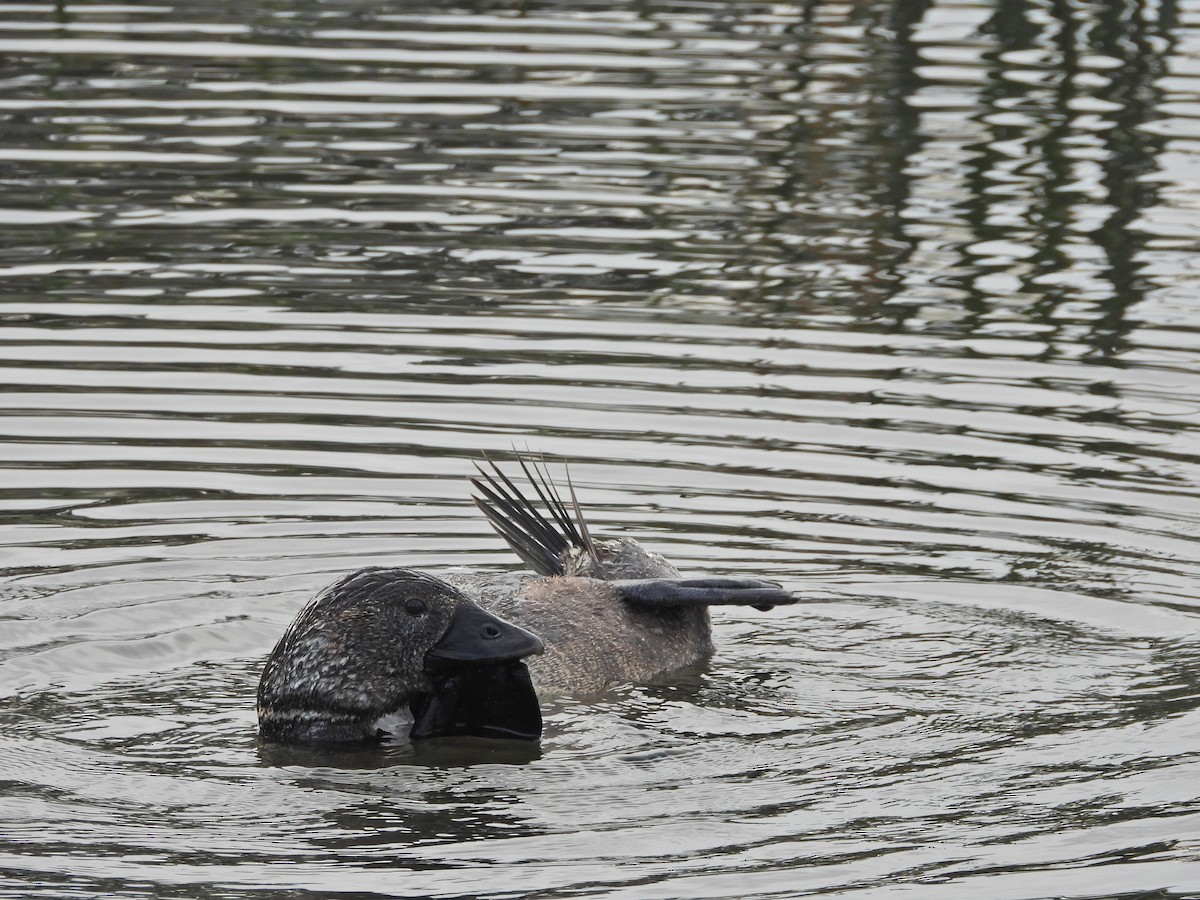 Musk Duck - ML644387915