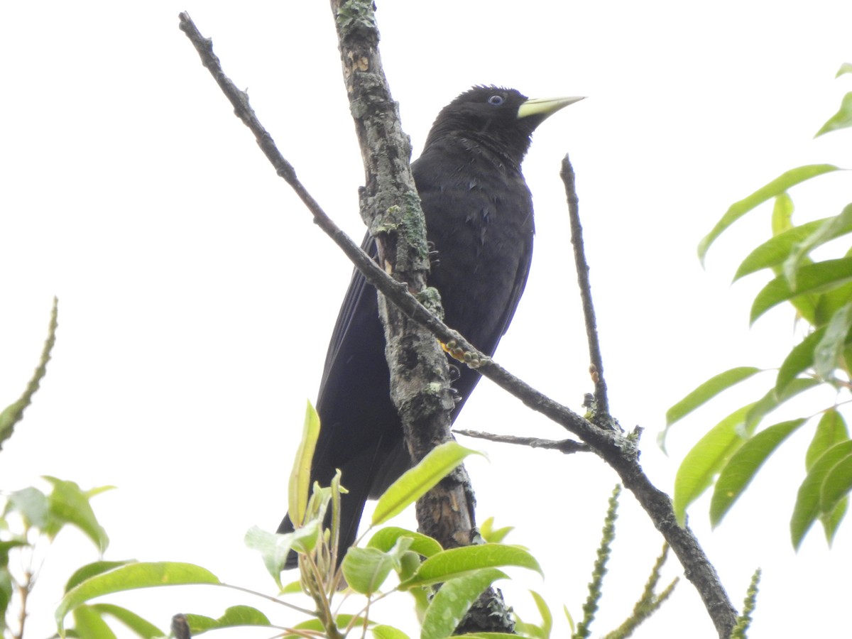Red-rumped Cacique - ML644387917