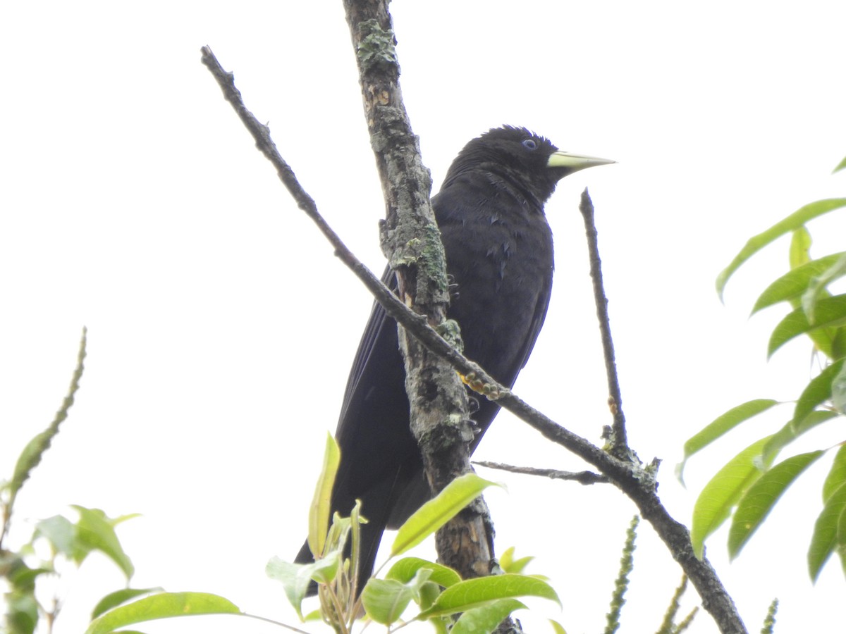 Red-rumped Cacique - ML644387918
