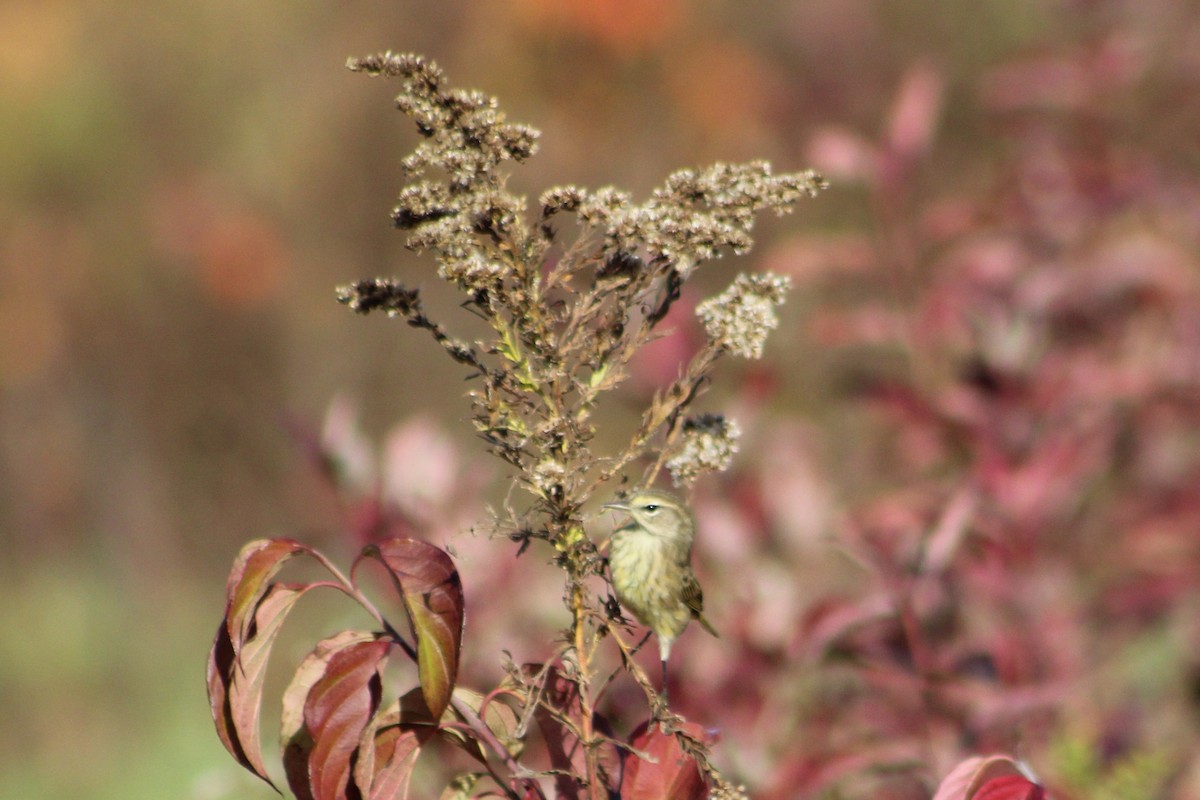 Palm Warbler (Western) - ML644387923