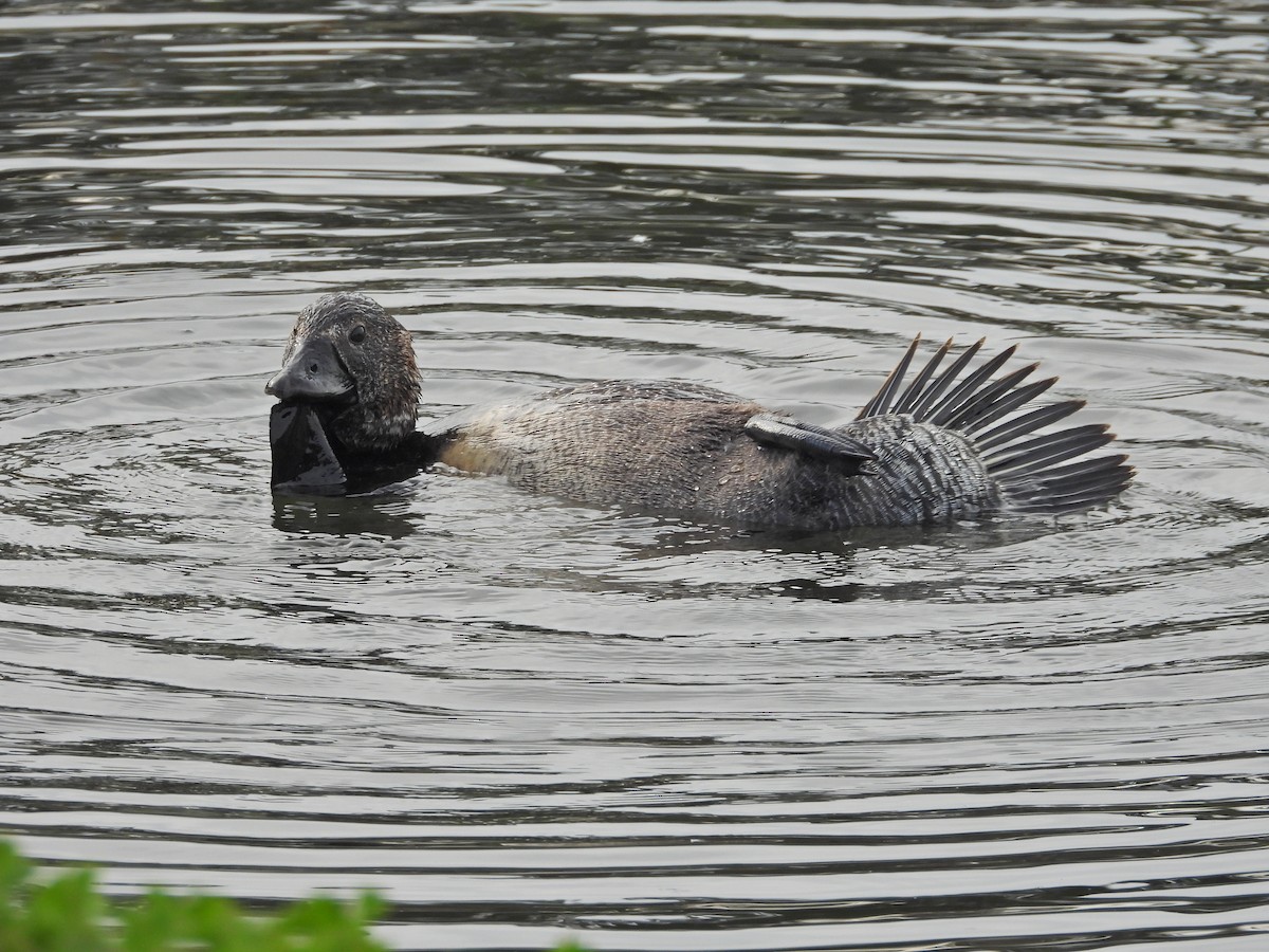 Musk Duck - ML644387924