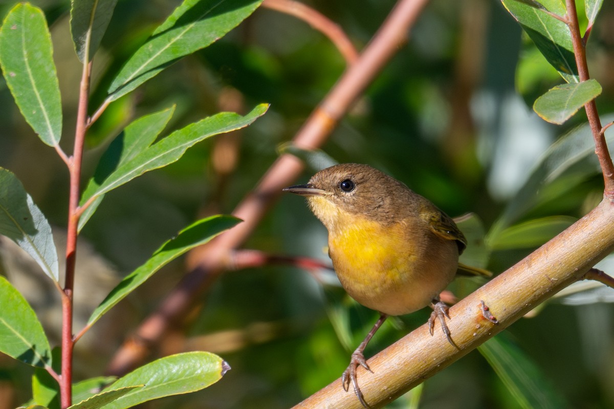 nordgulstrupe - ML644387928