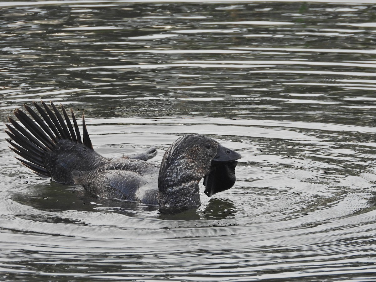 Musk Duck - ML644387929