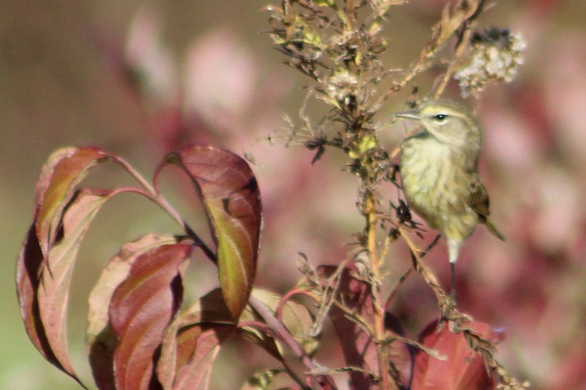 Palm Warbler (Western) - ML644387930