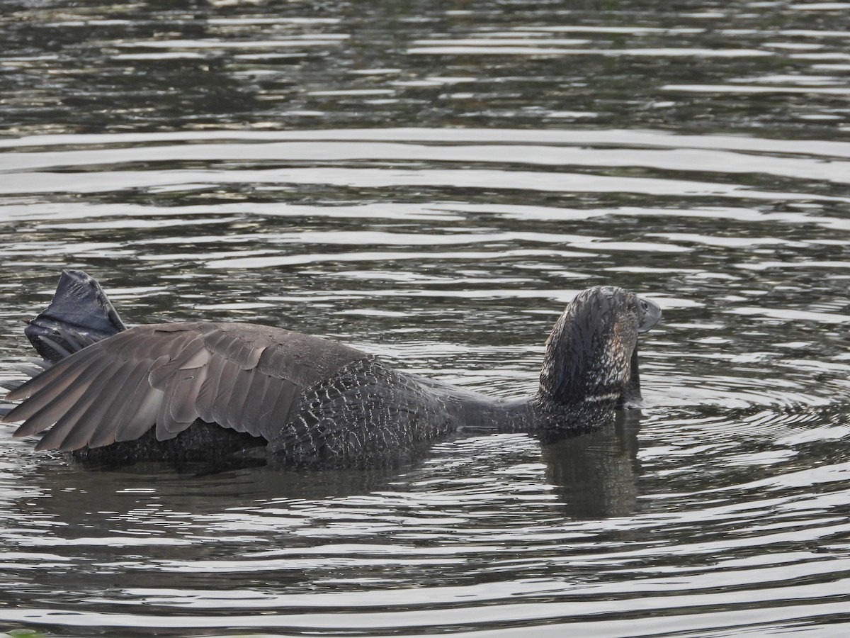 Musk Duck - ML644387932