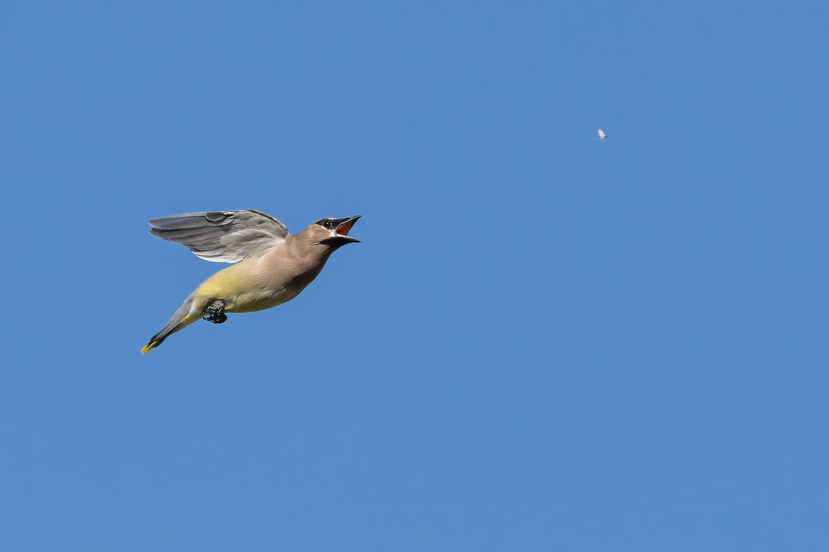 Cedar Waxwing - ML644387933