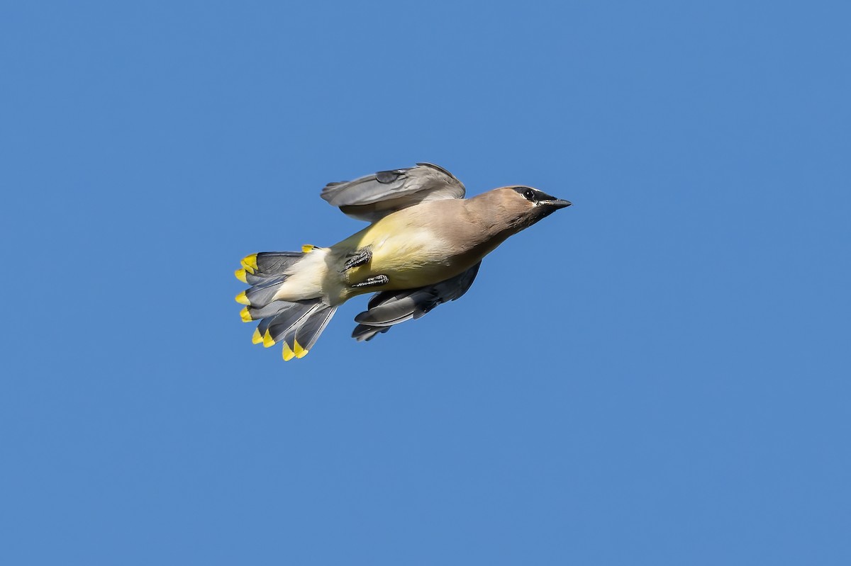 Cedar Waxwing - ML644387934
