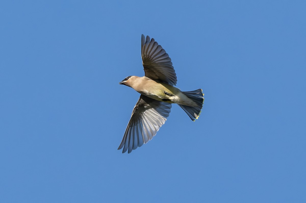 Cedar Waxwing - ML644387935