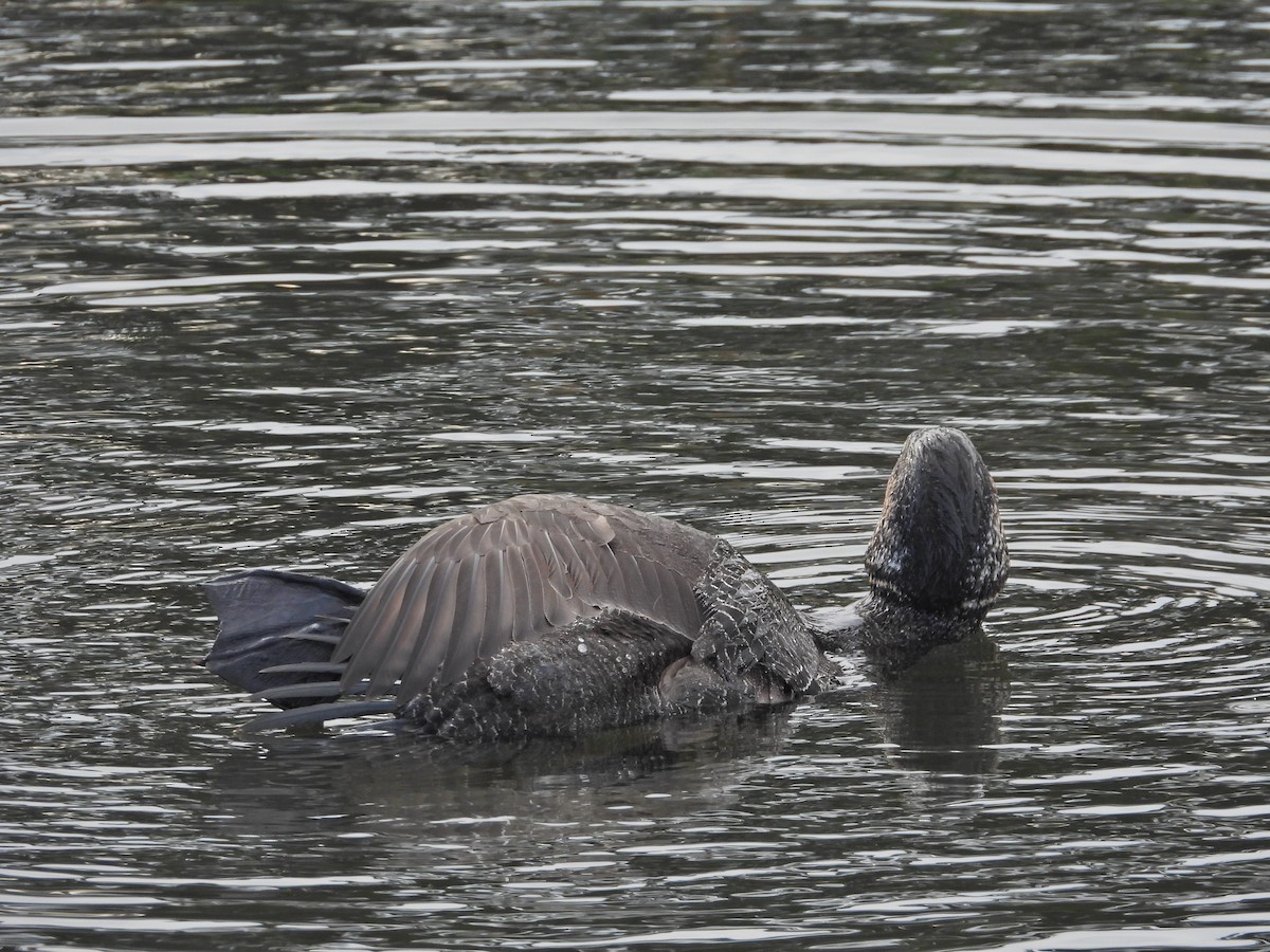 Musk Duck - ML644387940