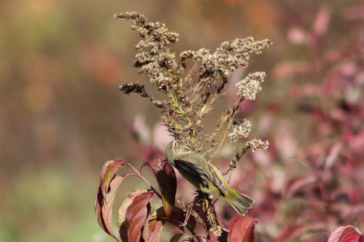 Palm Warbler (Western) - ML644387941