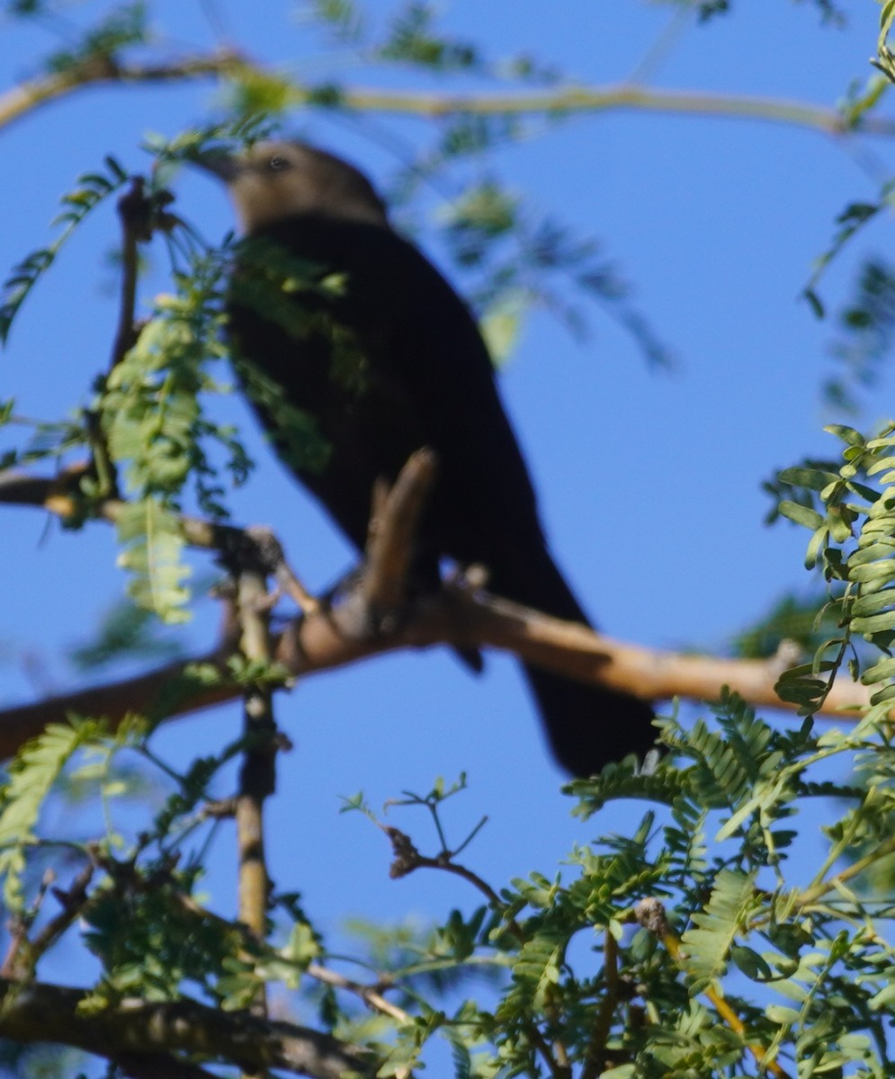 Braunkopf-Kuhstärling - ML644387942