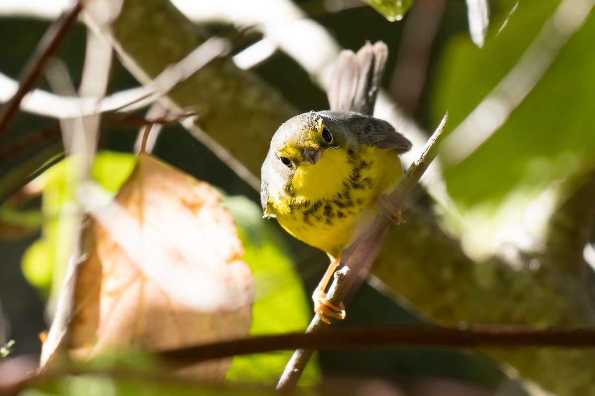 Канадская вильсония - ML644387944