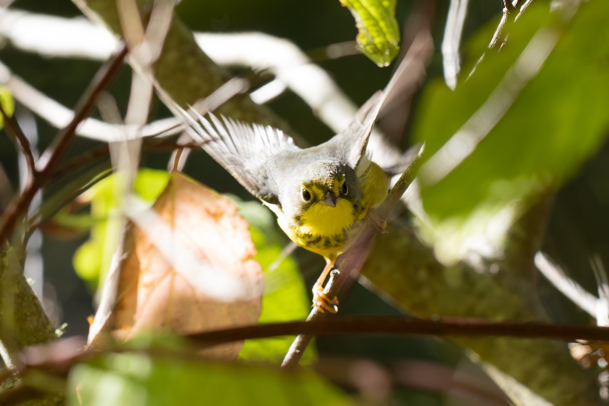 Канадская вильсония - ML644387945