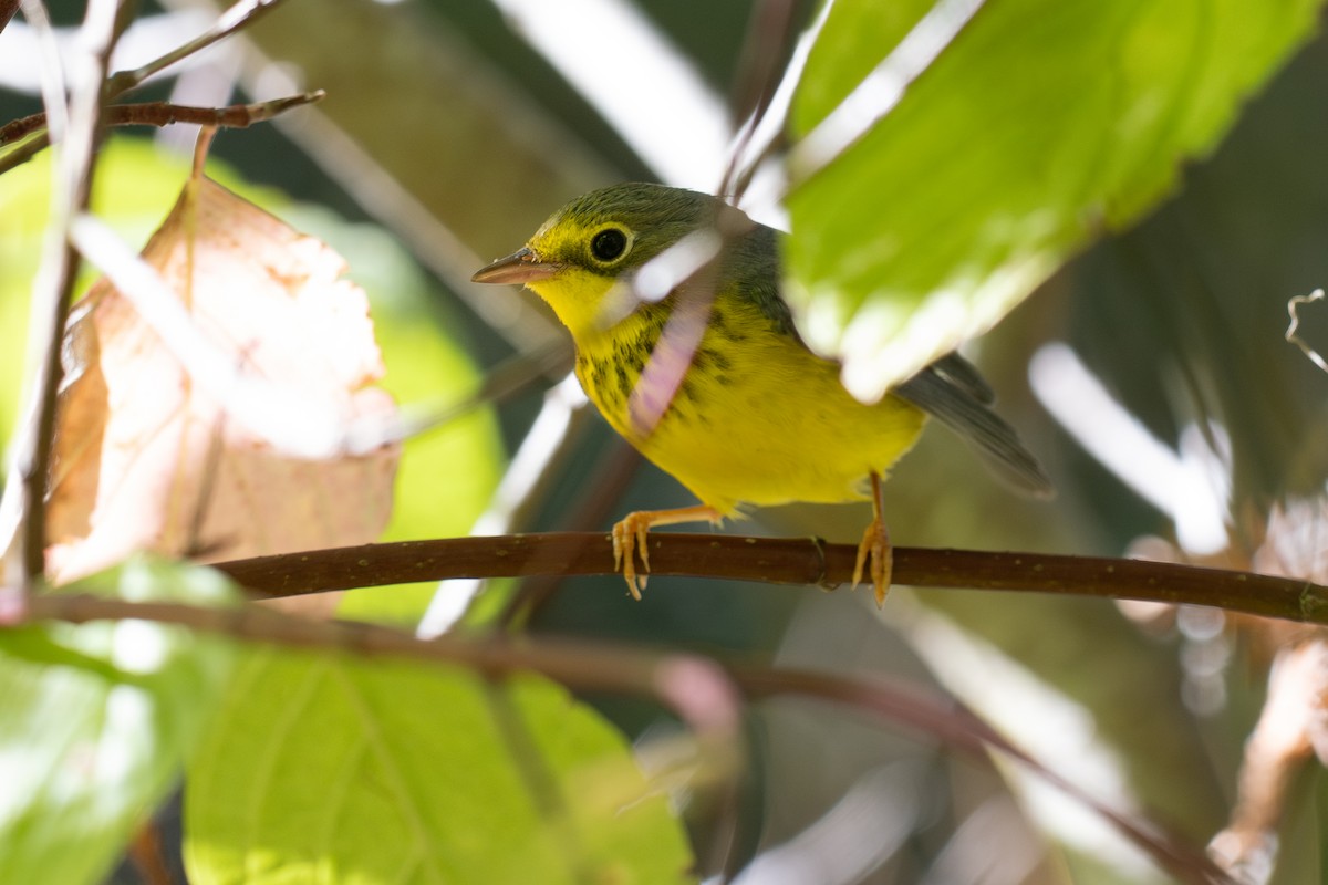 Канадская вильсония - ML644387946