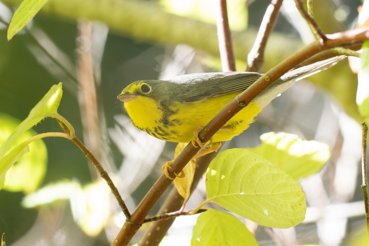 Канадская вильсония - ML644387947