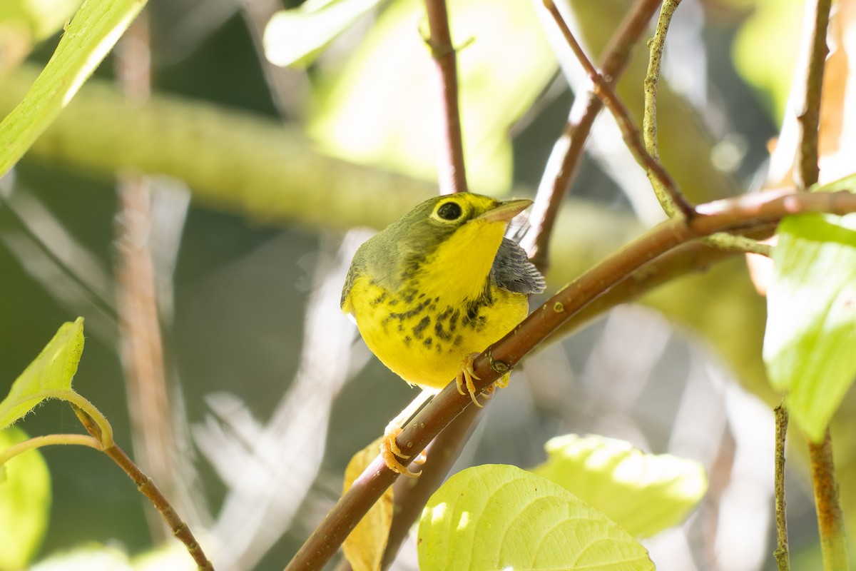 Канадская вильсония - ML644387948