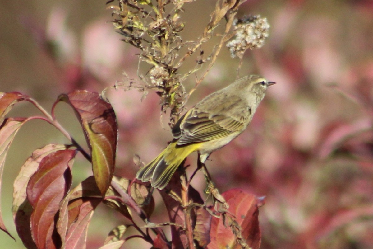 Palm Warbler (Western) - ML644387954