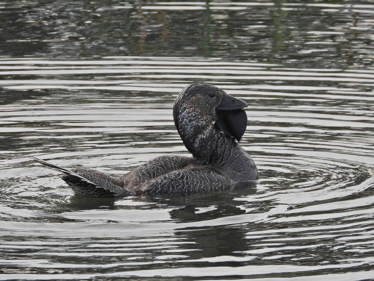 Musk Duck - ML644387962
