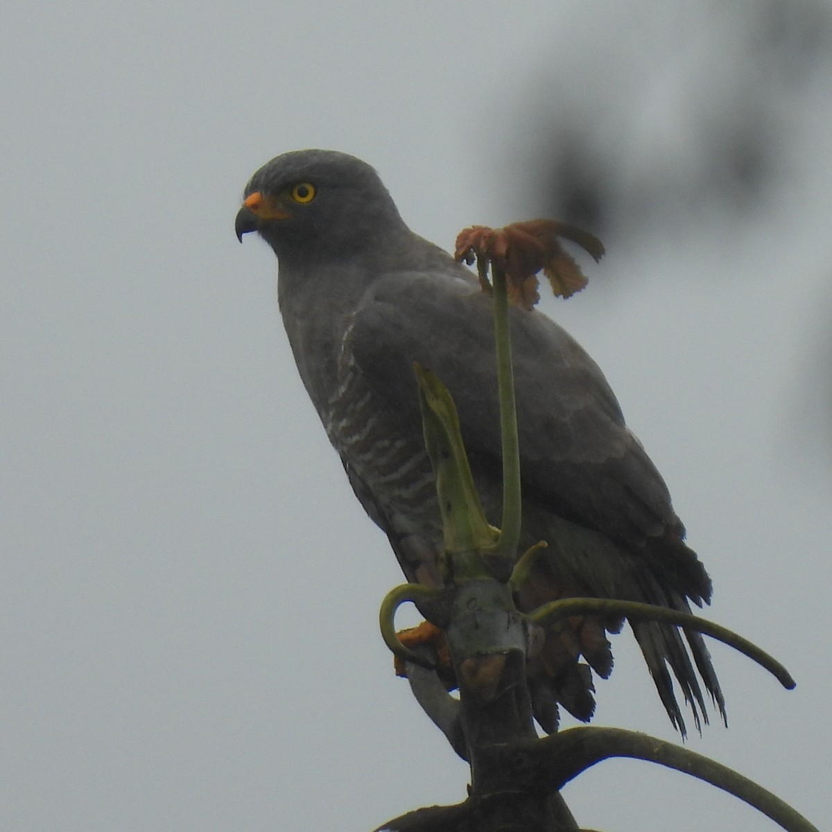 Yol Şahini - ML644387964