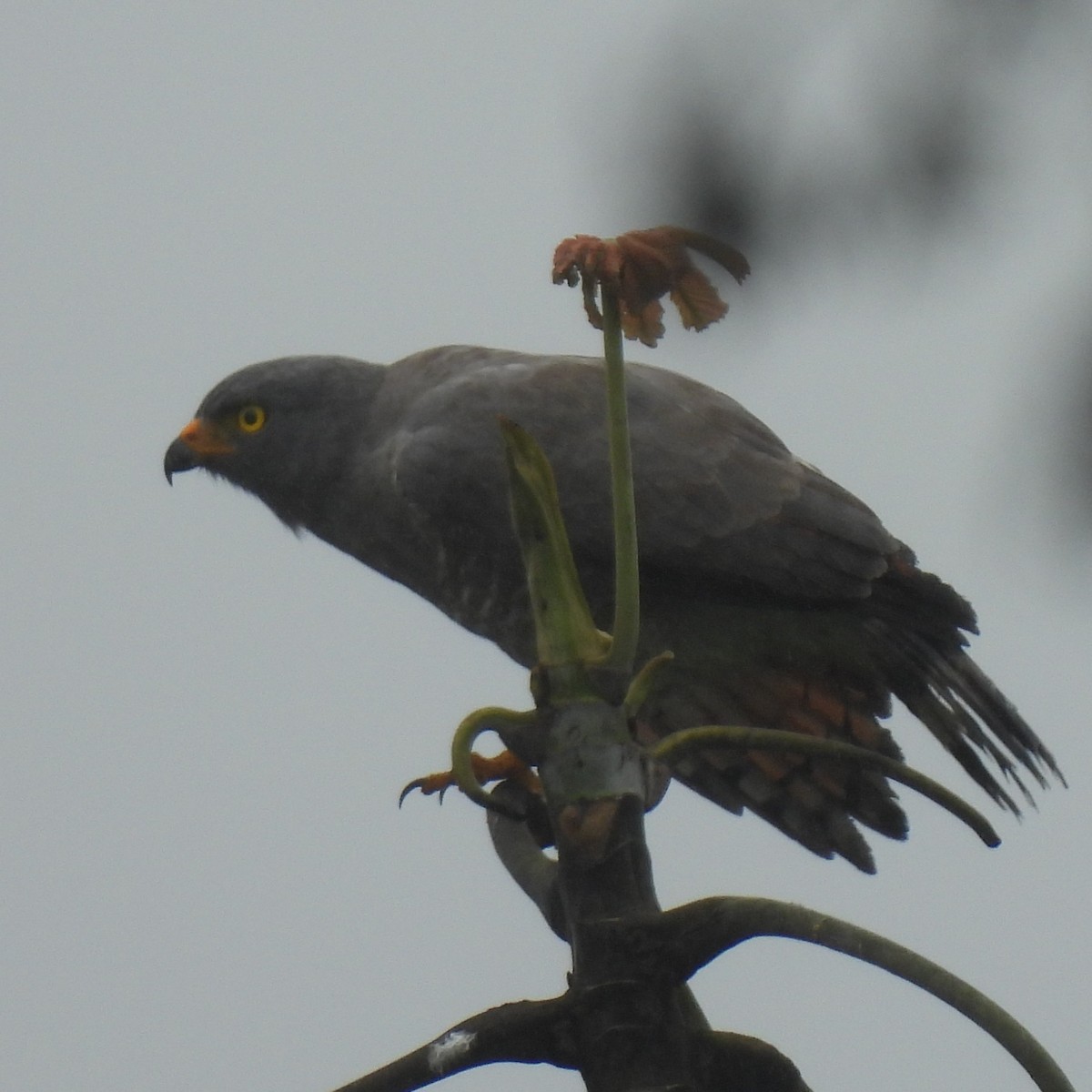 Yol Şahini - ML644387965