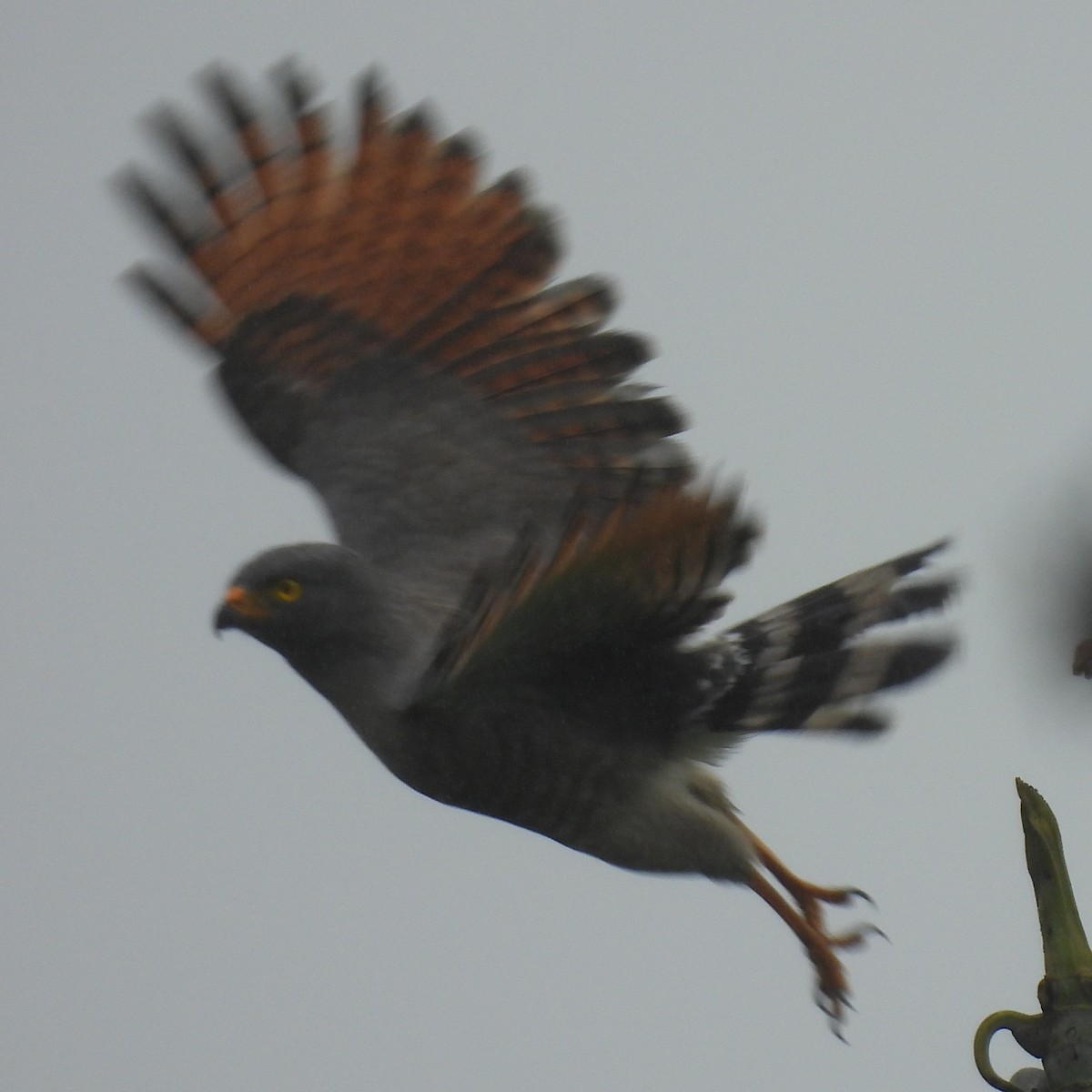 Yol Şahini - ML644387966