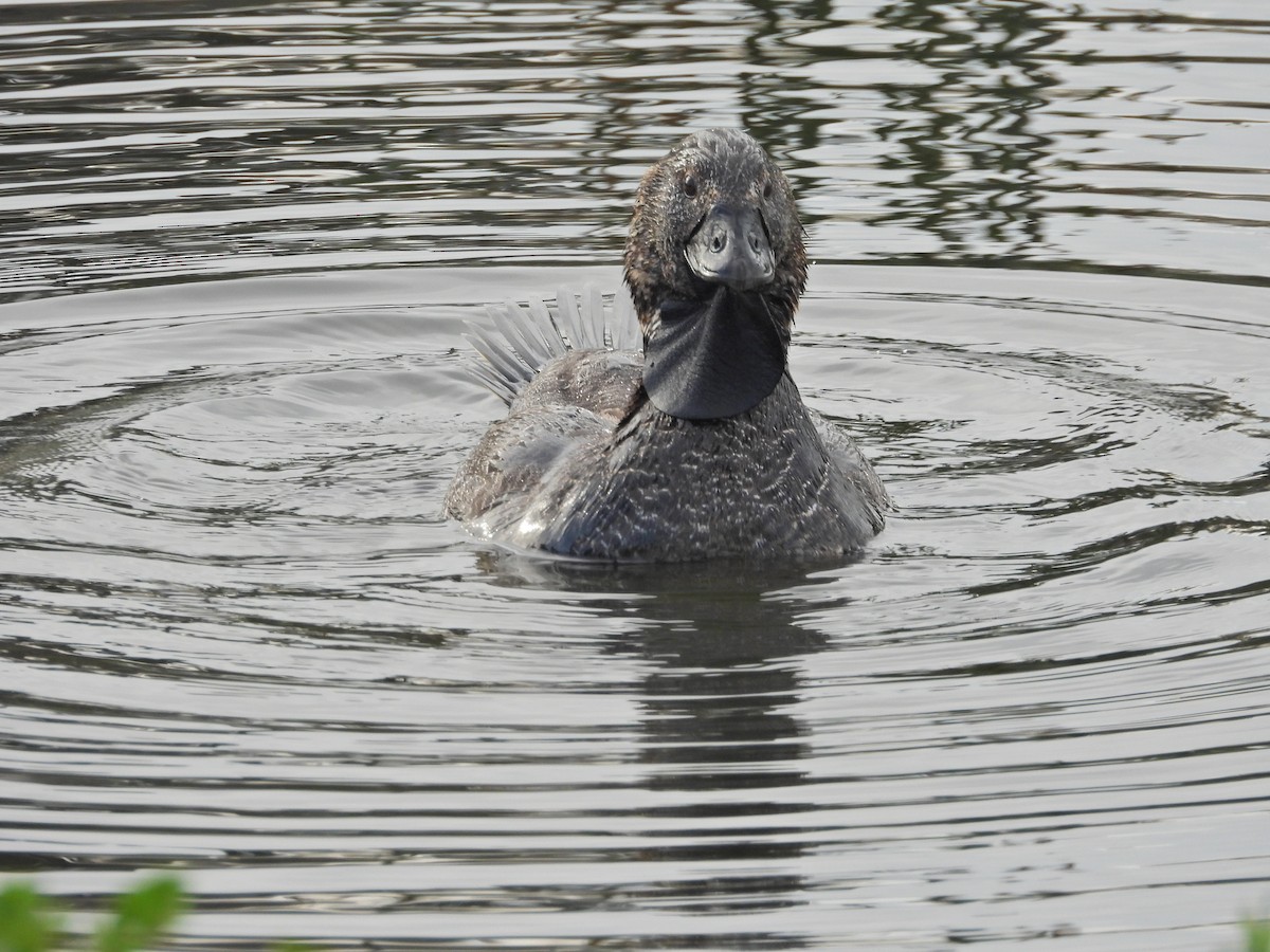 Musk Duck - ML644387968