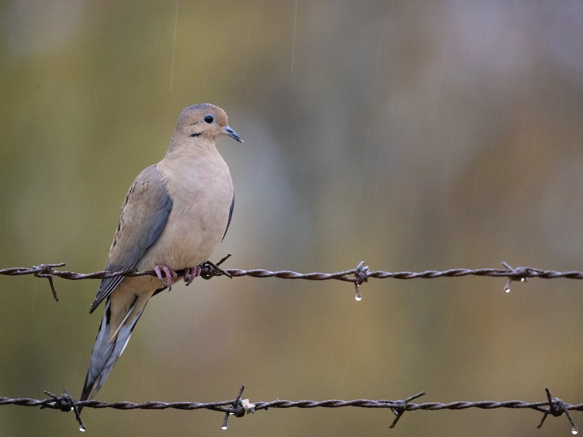 Zenaida Huilota - ML644387971