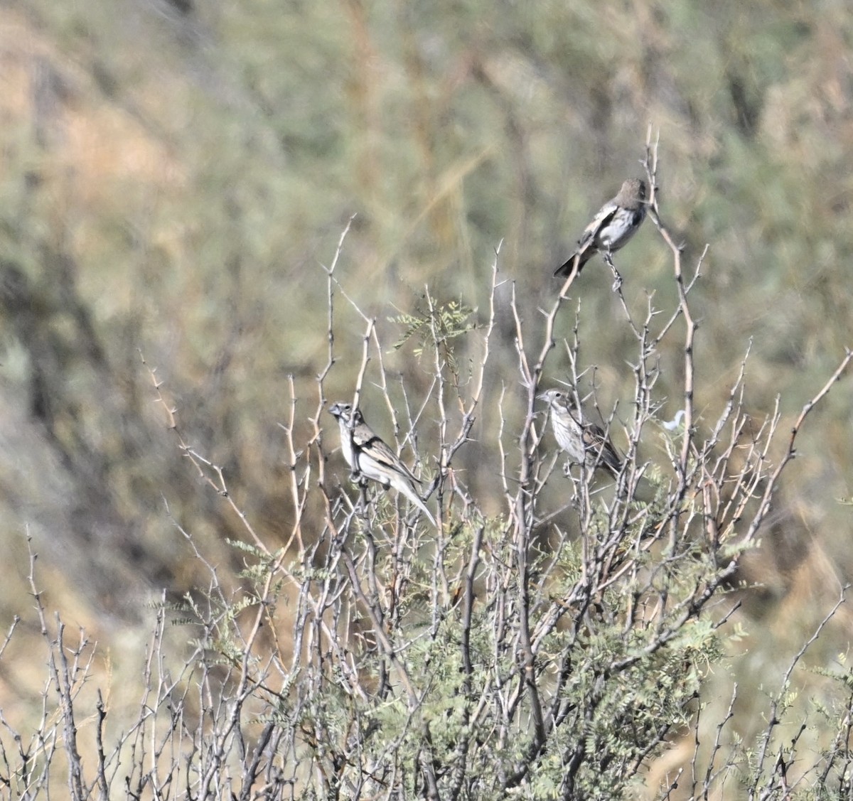 Lark Bunting - ML644387974