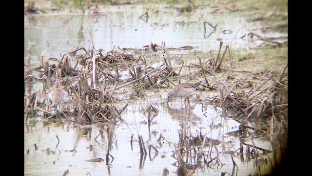 コシジロウズラシギ - ML644387981