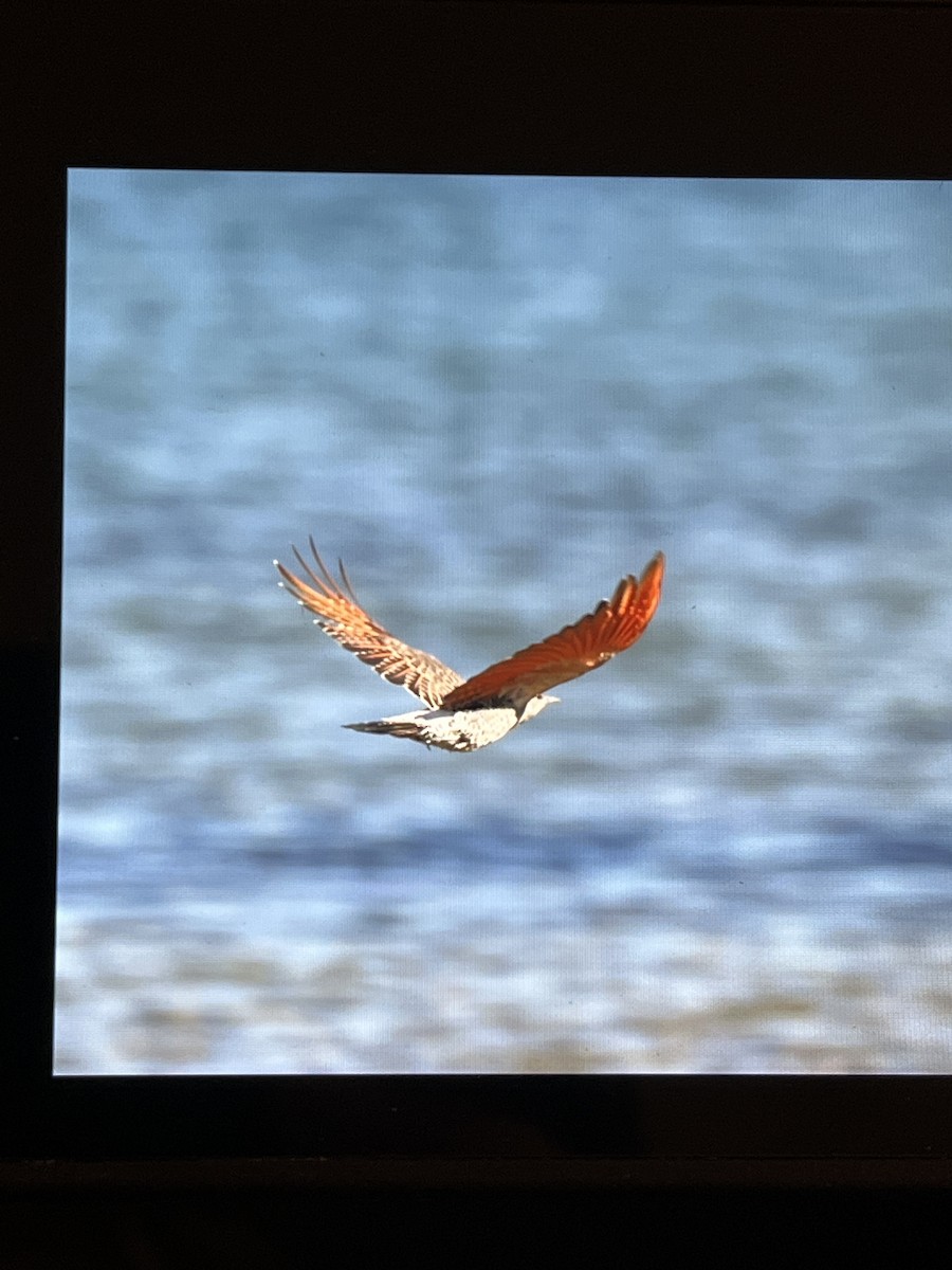 Northern Flicker (Red-shafted) - ML644387983