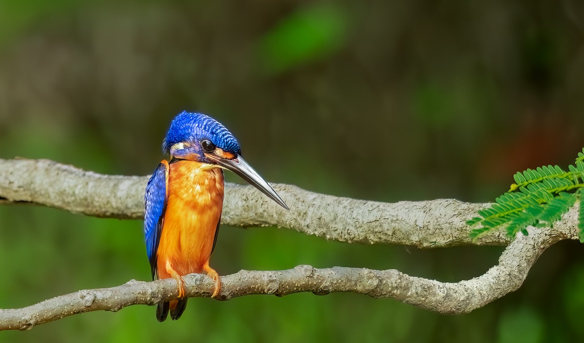 Рибалочка темно-синій - ML644388006