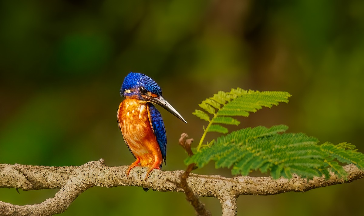 Рибалочка темно-синій - ML644388007