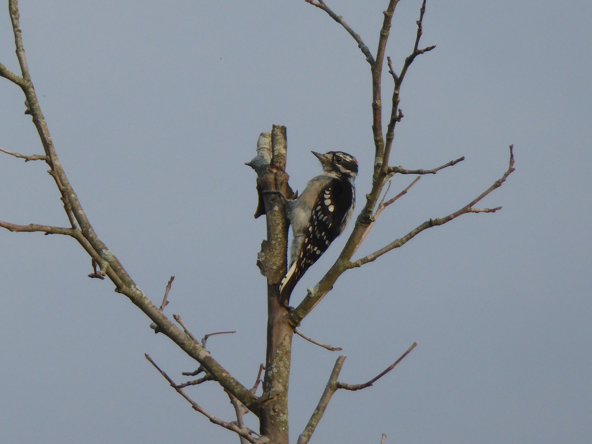 Downy Woodpecker - ML64438801