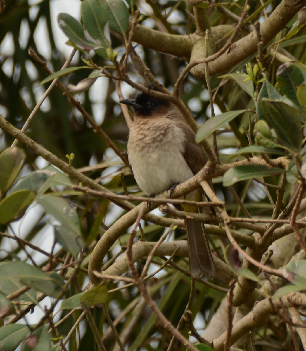 בולבול אפריקני - ML644388013