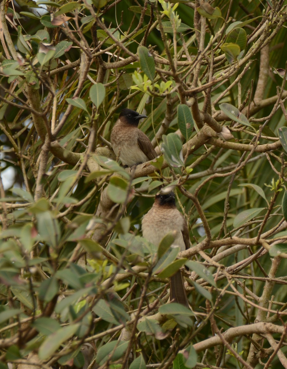 בולבול אפריקני - ML644388014