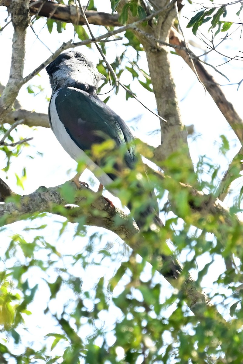 Cuckoo-roller - ML644388019