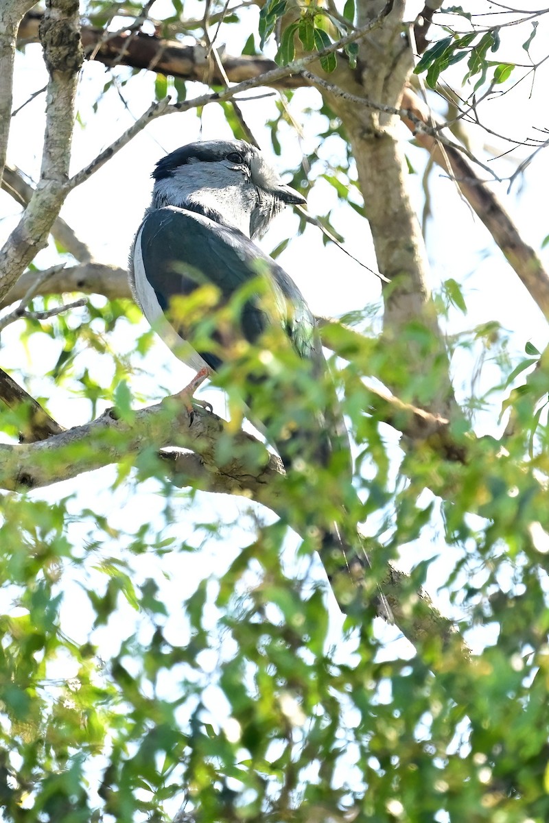 Cuckoo-roller - ML644388020