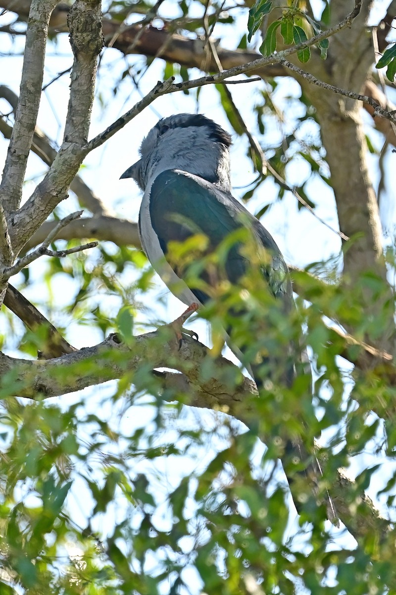 Cuckoo-roller - ML644388021