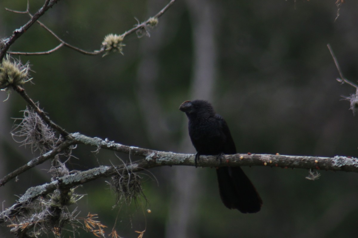 Ані товстодзьобий - ML644388038