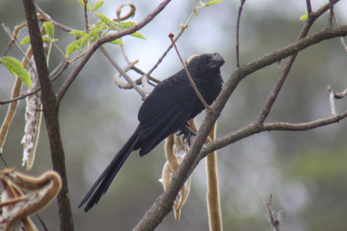 Ані товстодзьобий - ML644388039