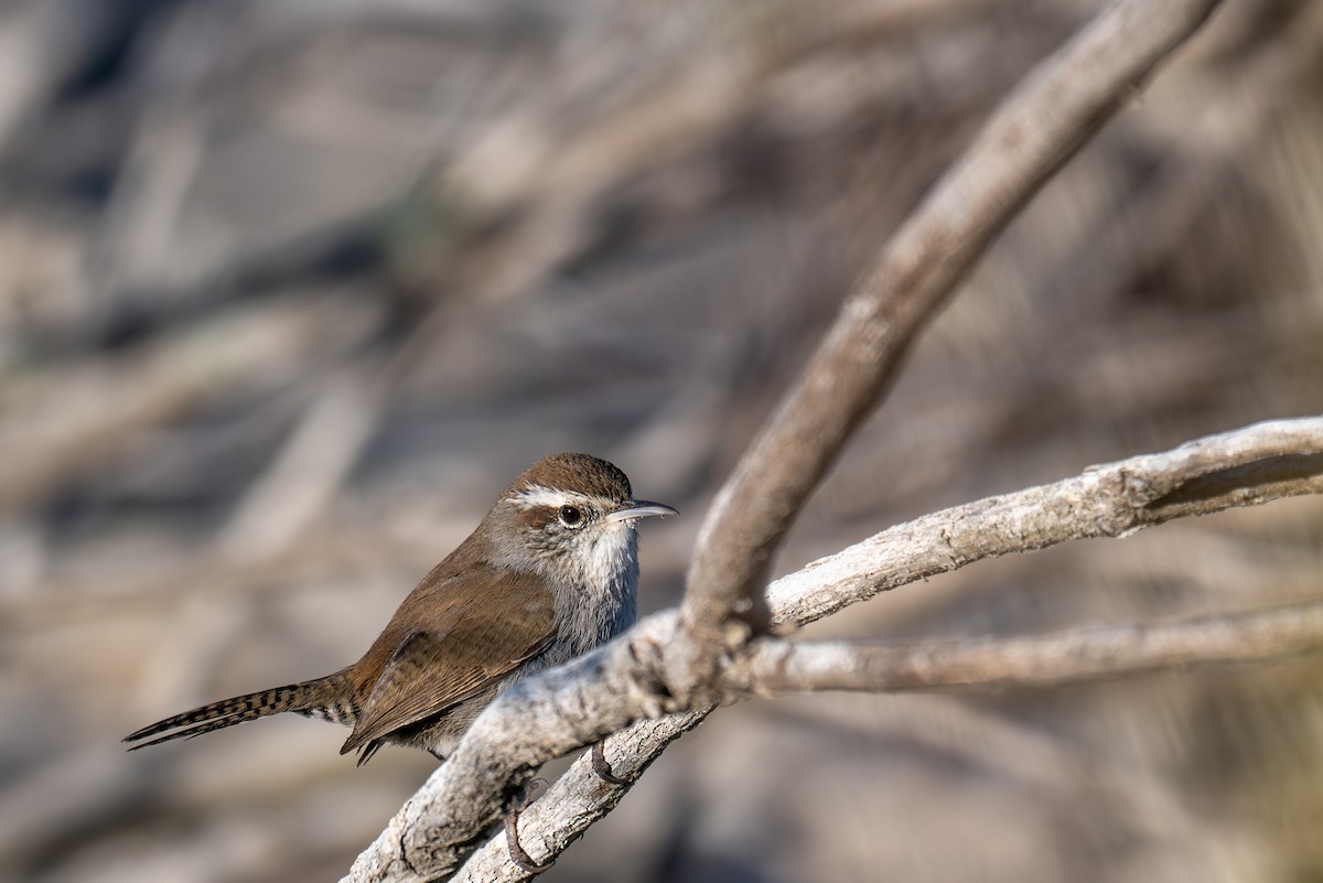 Bewick's Wren - ML644388040